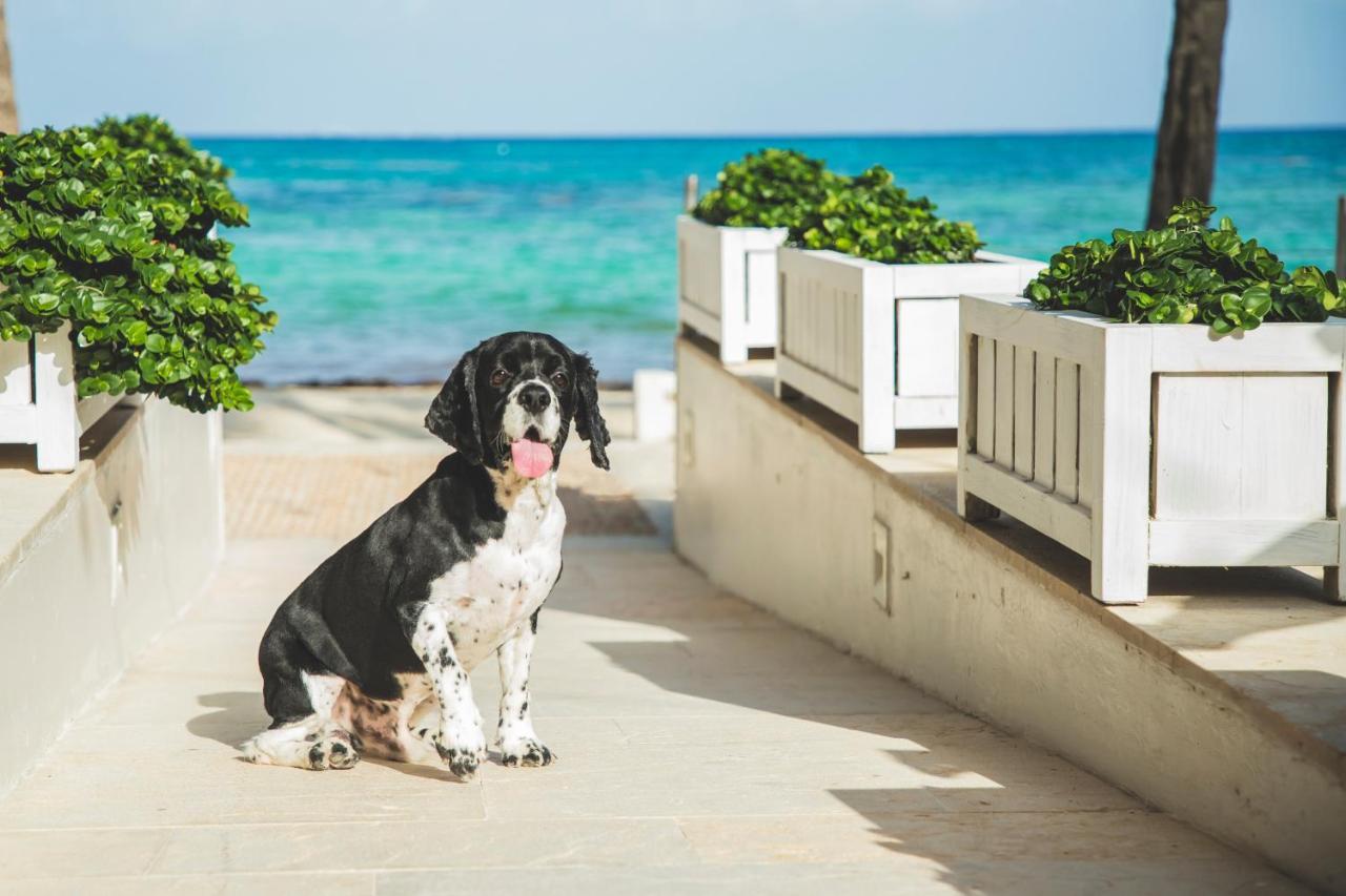 Thompson Playa Del Carmen Beach House, By Hyatt エクステリア 写真